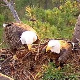 The Berry College eagles have returned to town and with some unexpected company.