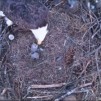 Berry eagles’ ‘chat’ set for 1-1:30 p.m. Thursday. Master Gardeners pruning workshop reset.  Additional updates.