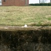Spring arrives at 6:46 tonight; eggs already standing up