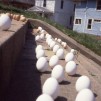 Spring’s egg-standing ovation returns Friday. Tonight’s Spirit Night at Dwarf House to help East Central student, family
